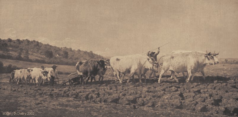 Laboureur  Boeufs